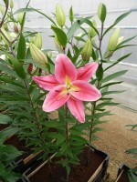 [4264 Tarrango No01.JPG]